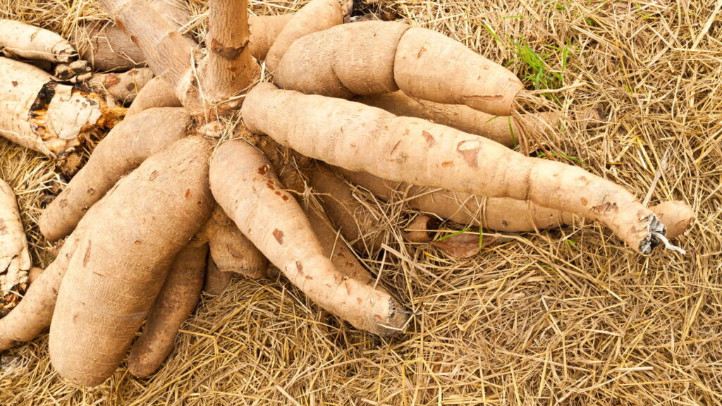 A mandioca, também conhecida como aipim ou macaxeira, destaca-se por seu papel fundamental na culinária e na cultura brasileira