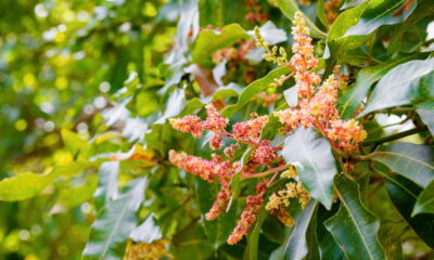 A árvore perfeita para sombra e frutos doces