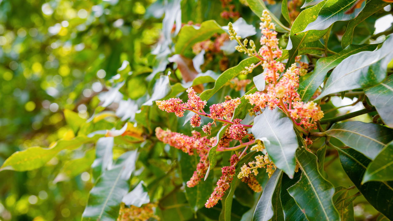 A árvore perfeita para sombra e frutos doces