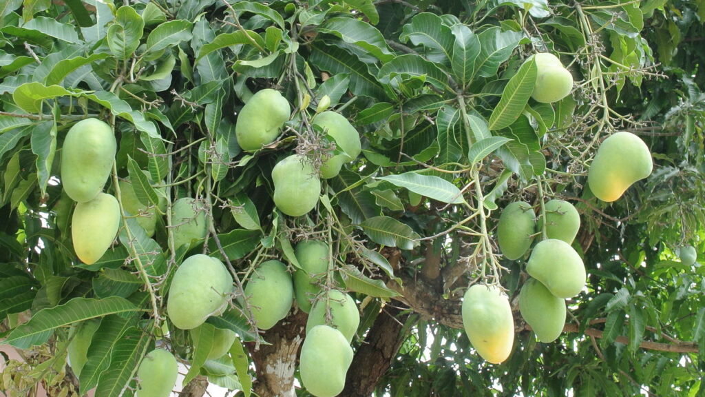 A árvore perfeita para sombra e frutos doces
