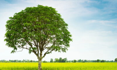 Plante essa árvore agora em outubro e tenha sombra o verão inteiro