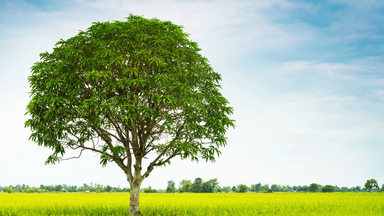 Plante essa árvore agora em outubro e tenha sombra o verão inteiro