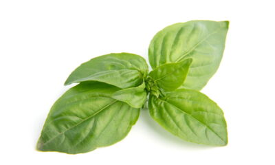 Colher manjericão de maneira correta é essencial para garantir um suprimento contínuo e saudável de ervas frescas