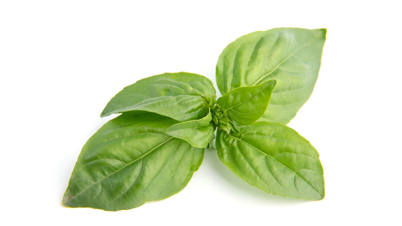 Colher manjericão de maneira correta é essencial para garantir um suprimento contínuo e saudável de ervas frescas