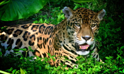 A palavra "onça" frequentemente suscita curiosidade sobre sua forma no gênero masculino