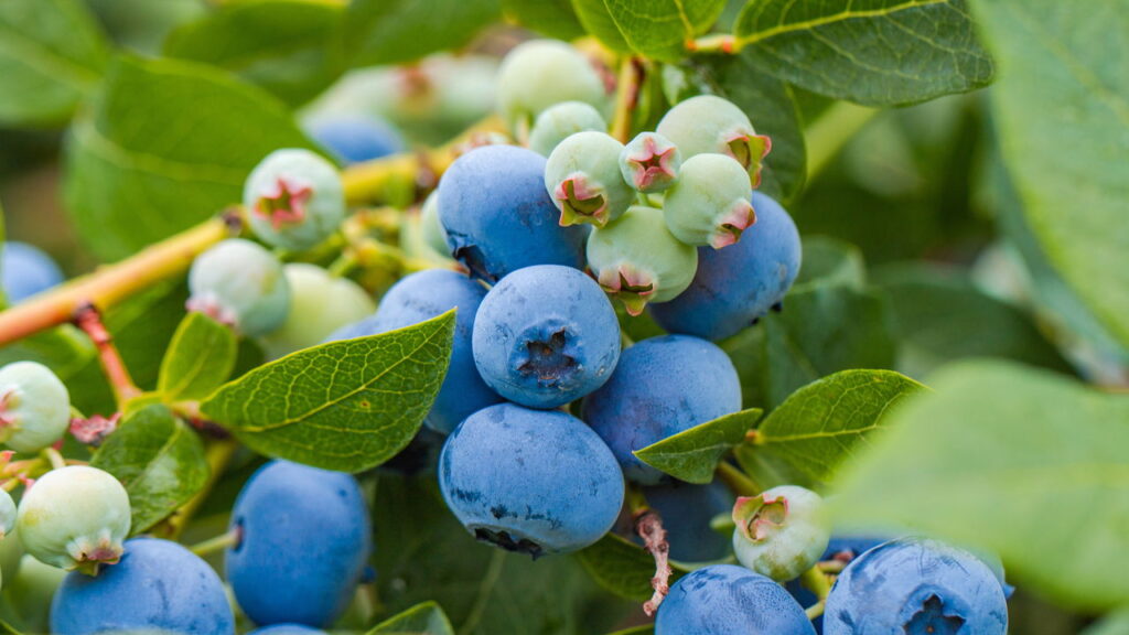 A fruta que melhora a memória e concentração