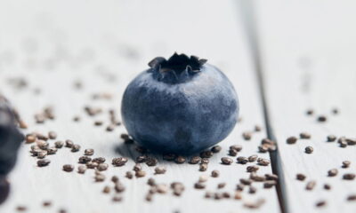 Quer saber como ter mirtilos frescos do seu próprio jardim? Aprender a cultivar mirtilo em casa é uma tarefa gratificante e pode ser mais simples do que parece