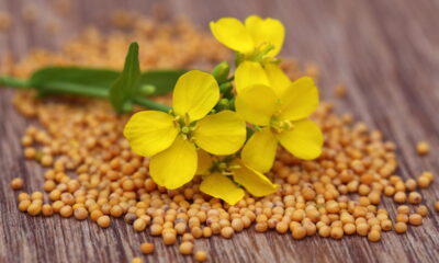 Como plantar mostarda no quintal e colher fácil