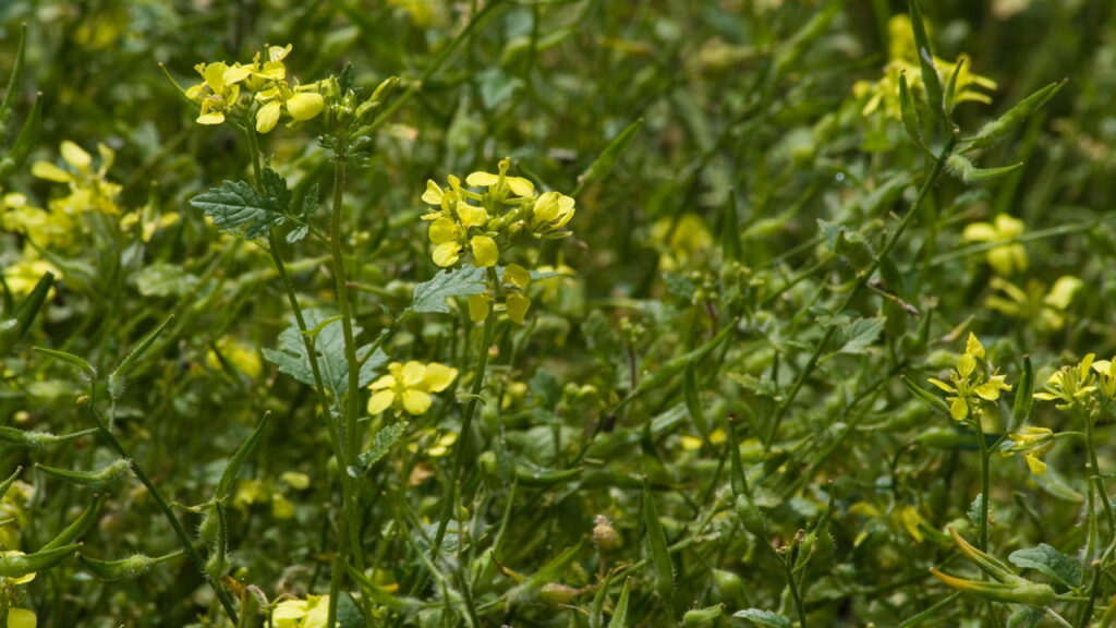 Como plantar mostarda no quintal e colher fácil