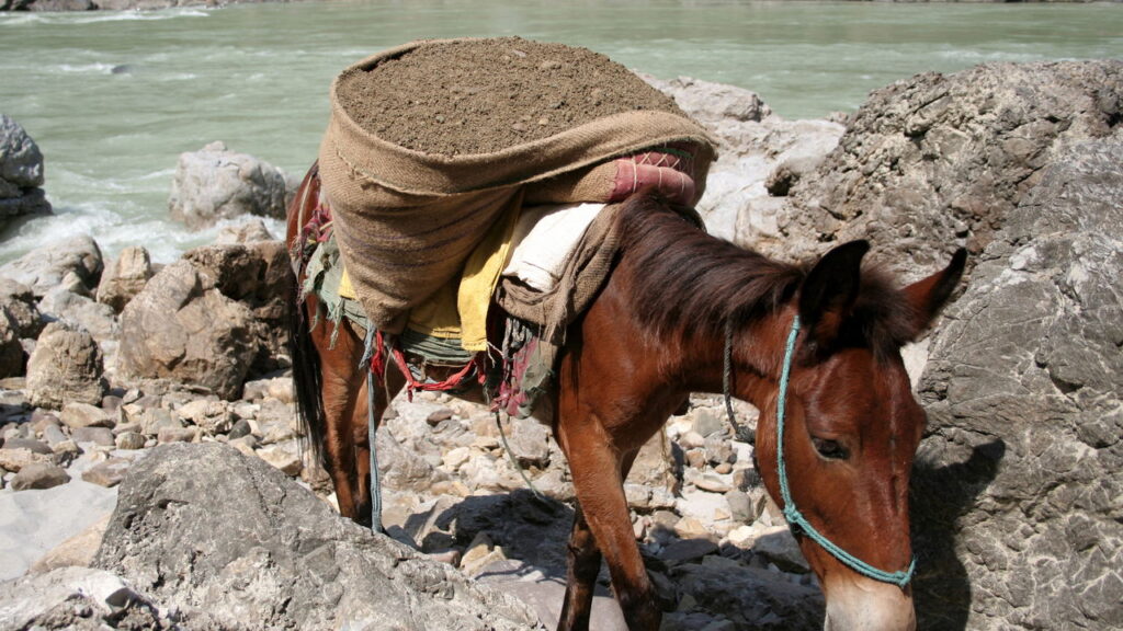 A palavra mula é amplamente conhecida como o resultado do cruzamento entre uma jumenta e um cavalo