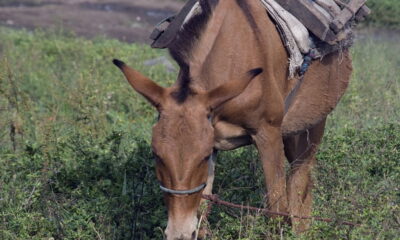 A palavra mula é amplamente conhecida como o resultado do cruzamento entre uma jumenta e um cavalo