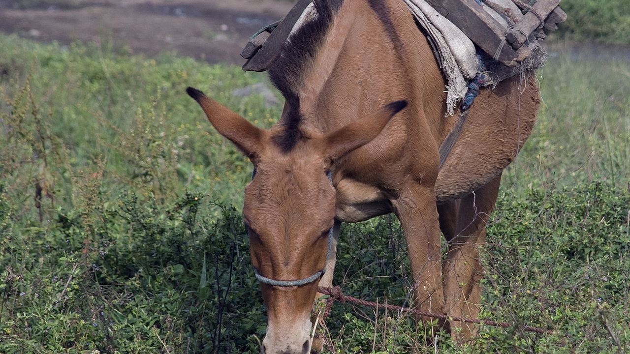 A palavra mula é amplamente conhecida como o resultado do cruzamento entre uma jumenta e um cavalo