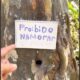 Influenciador coloca placa em árvore após denúncias no Amazonas