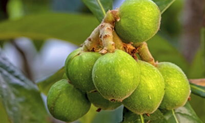 Cultivar nêspera em casa proporciona uma experiência prazerosa, ao mesmo tempo em que oferece frutos saudáveis e saborosos