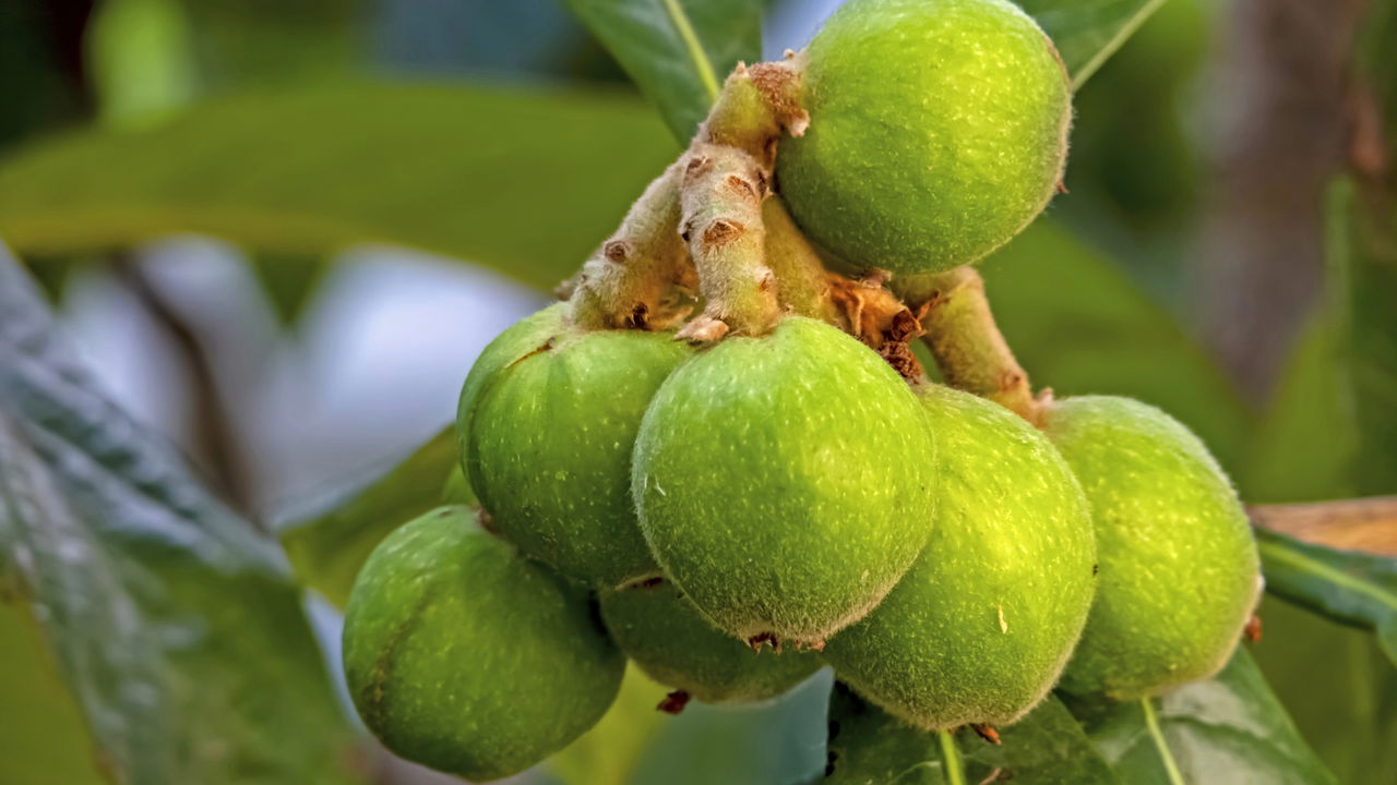 Cultivar nêspera em casa proporciona uma experiência prazerosa, ao mesmo tempo em que oferece frutos saudáveis e saborosos