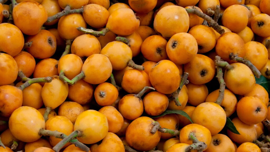 Cultivar nêspera em casa proporciona uma experiência prazerosa, ao mesmo tempo em que oferece frutos saudáveis e saborosos