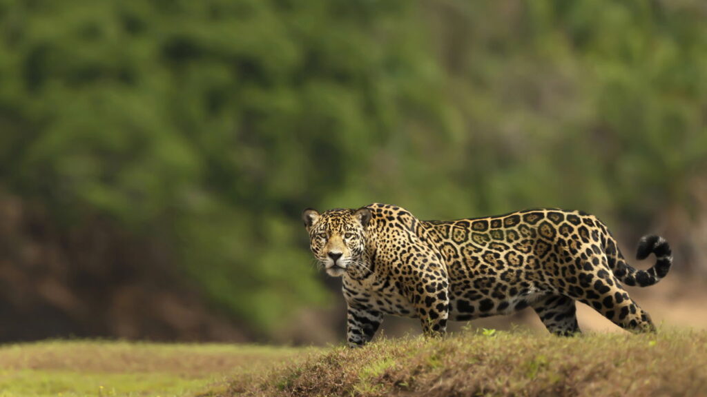 A palavra "onça" frequentemente suscita curiosidade sobre sua forma no gênero masculino