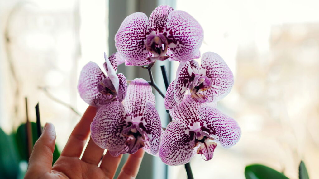 Orquídea bonita o ano inteiro: só luz certa, rega sem exagero e um kit básico já fazem diferença no começo