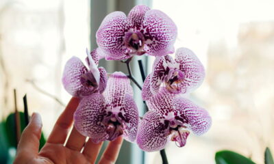 Como plantar orquídea em casa com sucesso