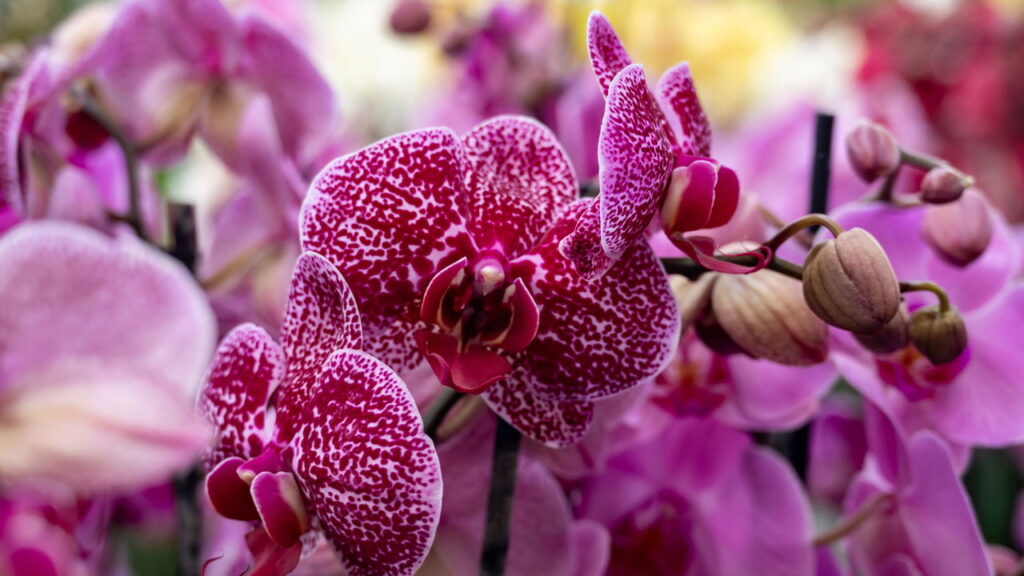 Como plantar orquídeas em casa e ter flores incríveis