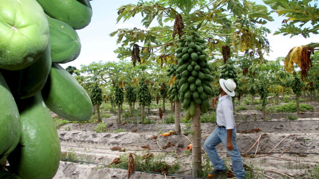 Os mamoeiros são plantas fascinantes e populares entre muitos jardineiros, graças às suas frutas saborosas, alto valor nutricional e benefícios à saúde