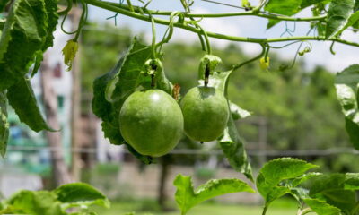 Manter um pé de maracujá saudável pode ser desafiador, especialmente quando pragas atacam. O ataque de insetos como pulgões, cochonilhas e lagartas é comum, afetando folhas, flores e frutos