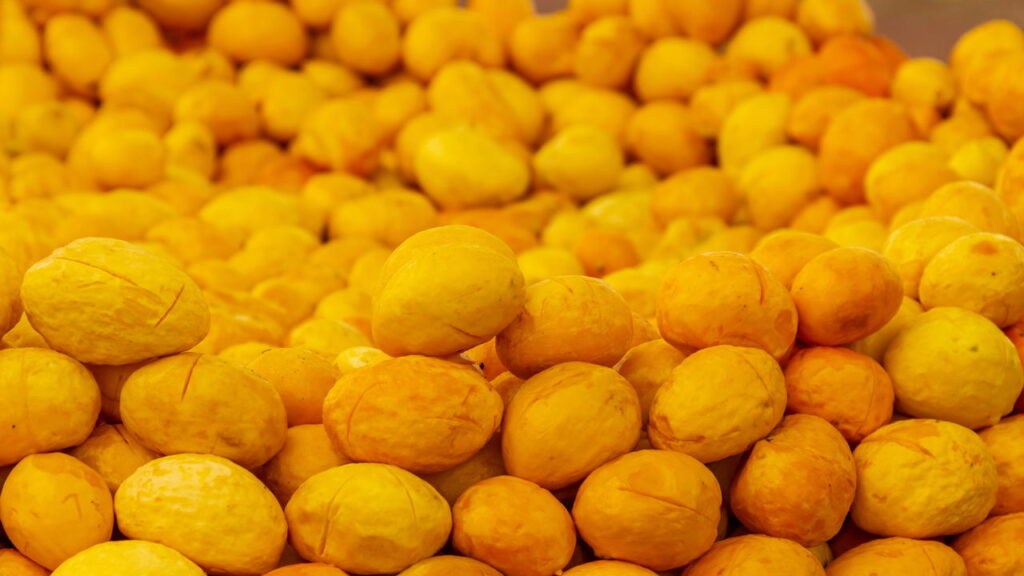 Cultivar pequi em casa pode ser uma atividade recompensadora, especialmente para quem deseja colher frutos rapidamente e aproveitar os sabores regionais