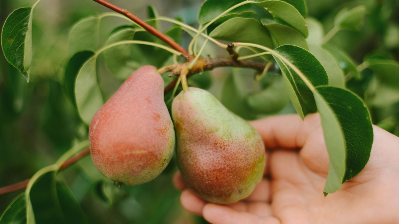 Como plantar e cuidar de pera em casa para ter frutas rápido e por décadas
