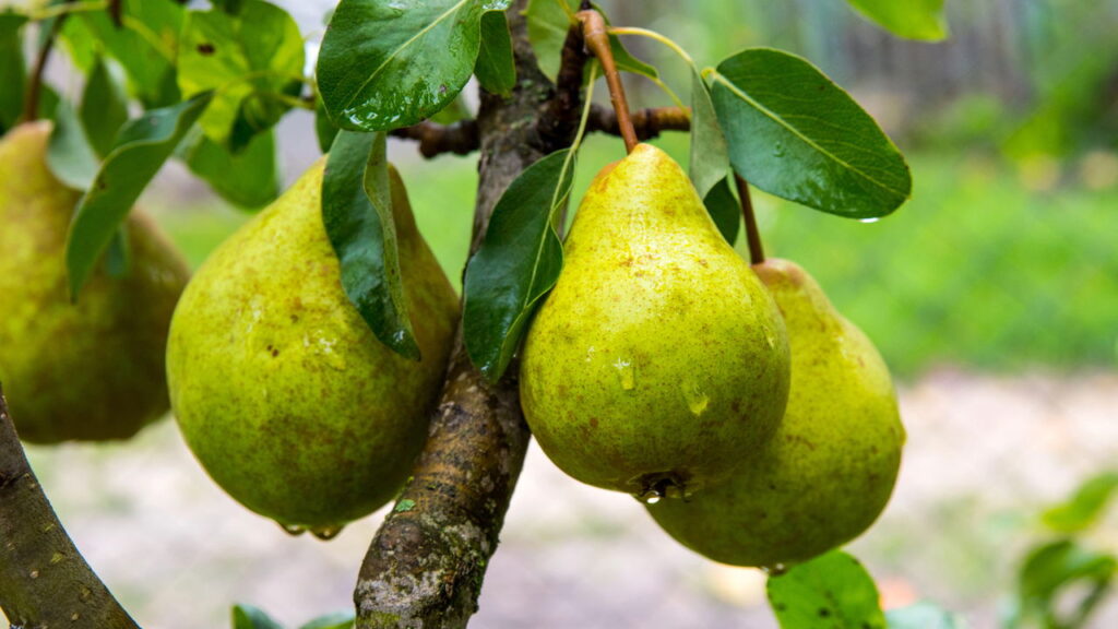 Como plantar e cuidar de pera em casa para ter frutas rápido e por décadas