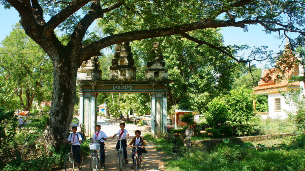 Plante essa árvore agora em outubro e tenha sombra o verão inteiro