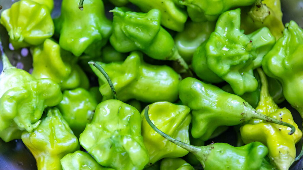 O cultivo de cambuci em casa está cada vez mais popular entre quem aprecia plantas frutíferas e busca um contato maior com a natureza