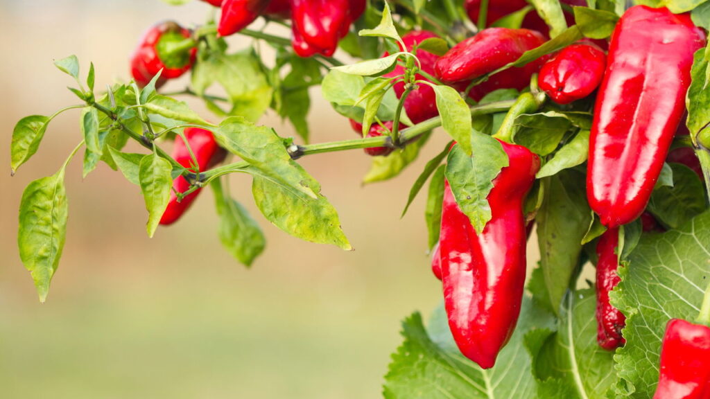 As 5 plantas mais poderosas para afastar a inveja e o mau-olhado