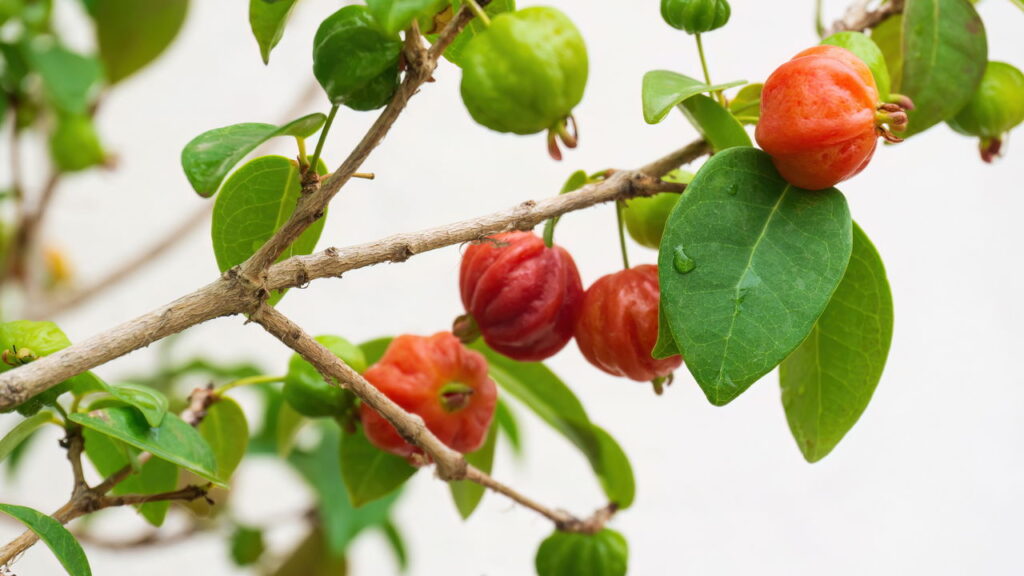 Pitangueira com poucas frutas? O problema pode estar na rotina de cuidados