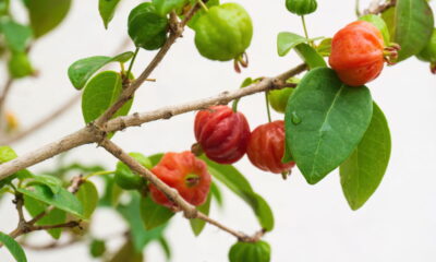 Pitangueira com poucas frutas? O problema pode estar na rotina de cuidados