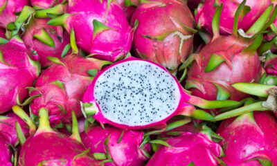 Fazer mudas de pitaya em casa é uma atividade simples e extremamente recompensadora