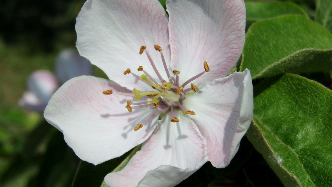 O marmeleiro é uma árvore frutífera que traz inúmeros benefícios ao pomar quando cultivada junto a outras espécies