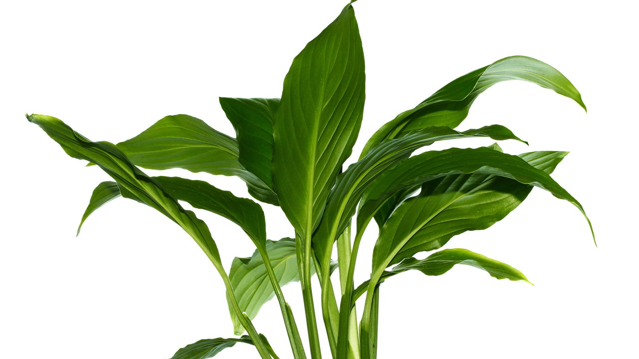 Esse truque simples faz sua planta crescer mais rápido