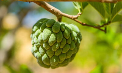 Quer saber como cultivar fruta-do-conde de forma eficiente e colher frutos deliciosos? Este guia detalha práticas essenciais para garantir uma plantação saudável e produtiva