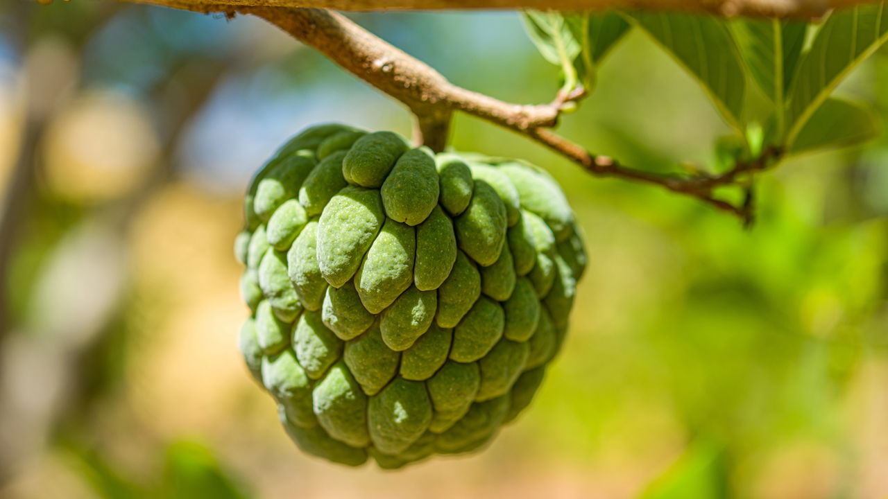 Quer saber como cultivar fruta-do-conde de forma eficiente e colher frutos deliciosos? Este guia detalha práticas essenciais para garantir uma plantação saudável e produtiva