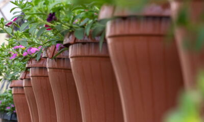 Planta milagrosa que combate estresse e ansiedade