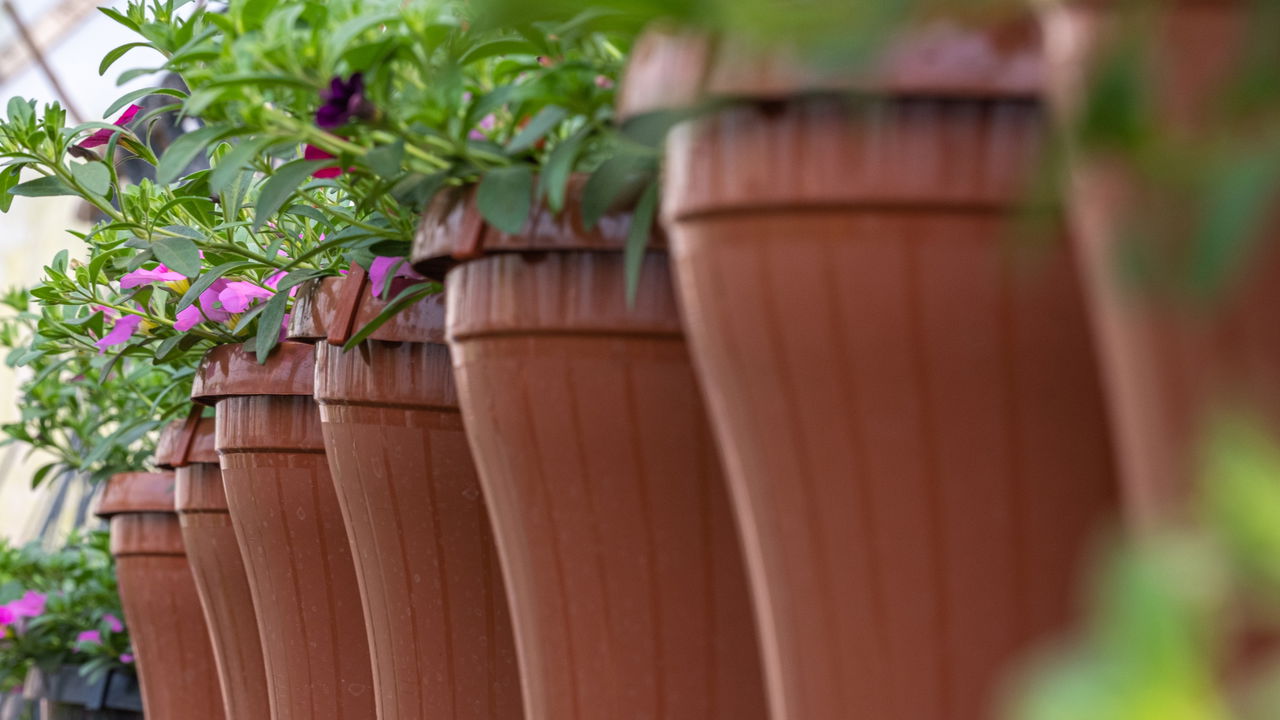 Planta milagrosa que combate estresse e ansiedade