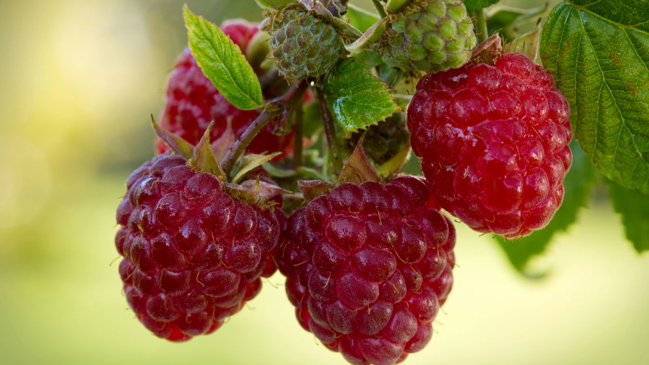 O cultivo de framboesa em casa é não apenas uma experiência gratificante, mas também uma forma de ter sempre frutas frescas, orgânicas e saborosas à disposição