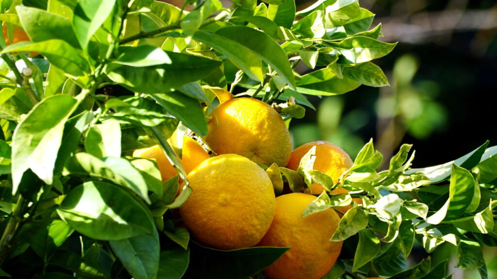 O segredo para colher laranjas saborosas e nutritivas no quintal ou no vaso