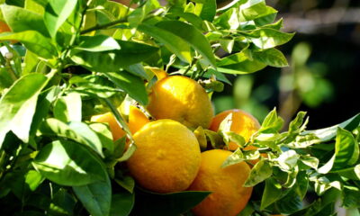 O segredo para colher laranjas saborosas e nutritivas no quintal ou no vaso