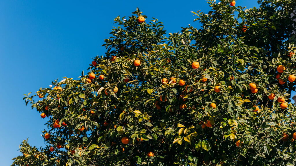 As folhas de uma laranjeira que começam a enrolar podem ser sinal de diversos problemas, como falta de água, ataque de pragas ou deficiências nutricionais