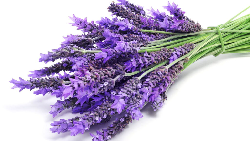 Planta milagrosa que combate estresse e ansiedade