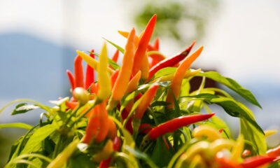 Plante pimenta no quintal e tenha colheita constante