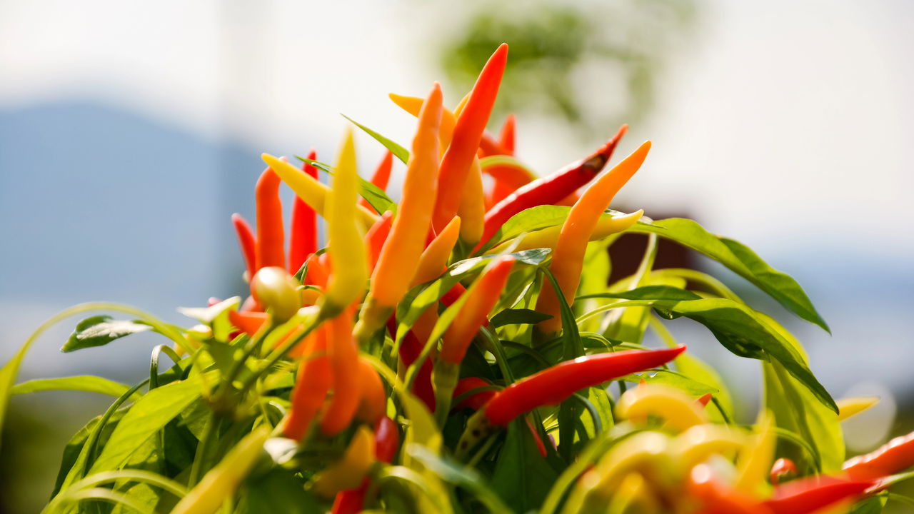 Plante pimenta no quintal e tenha colheita constante