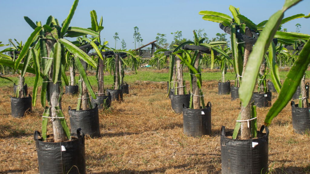 O cultivo da pitaya em casa é uma atividade recompensadora e cada vez mais popular entre jardineiros urbanos, sendo possível adaptá-la a vasos e pequenos espaços