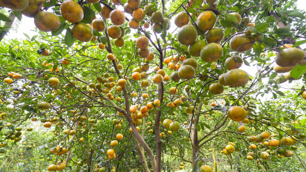Você já pensou em ter tangerinas frescas colhidas diretamente do seu quintal? Cultivar tangerina em casa